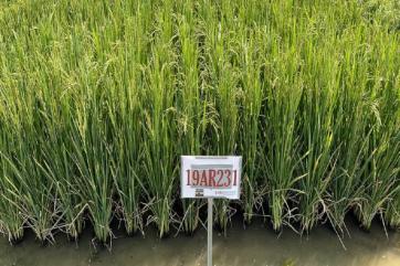 Американские селекционеры создали ароматизированный сорт риса